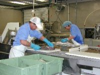 Filleting fresh fish by hand