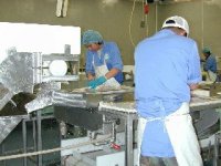 Fresh fish processing by hand