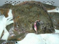 Fresh plaice fillets skin-on